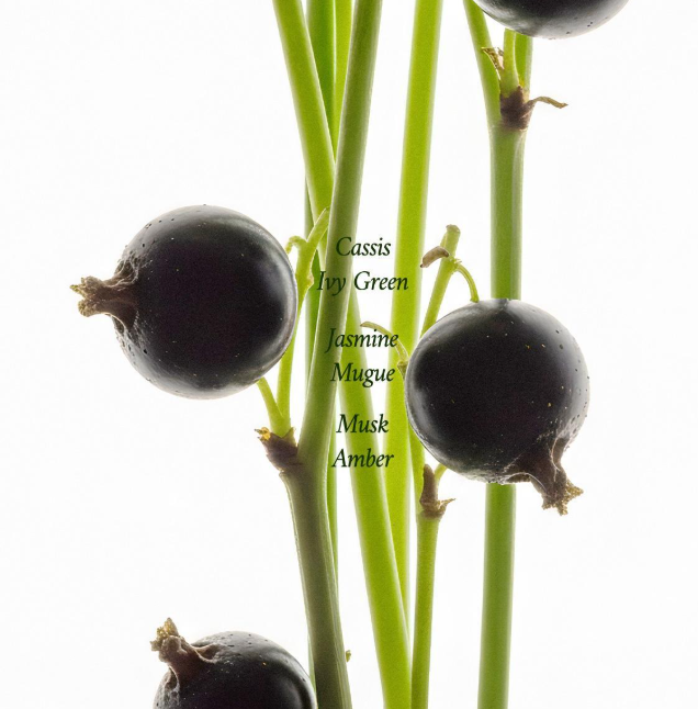 Forment Cotton Breeze Signature Perfume 50ml