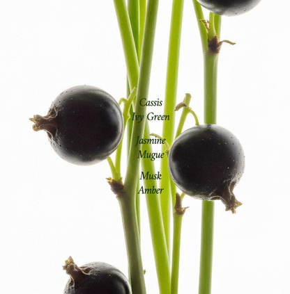 Forment Cotton Breeze Signature Perfume 50ml