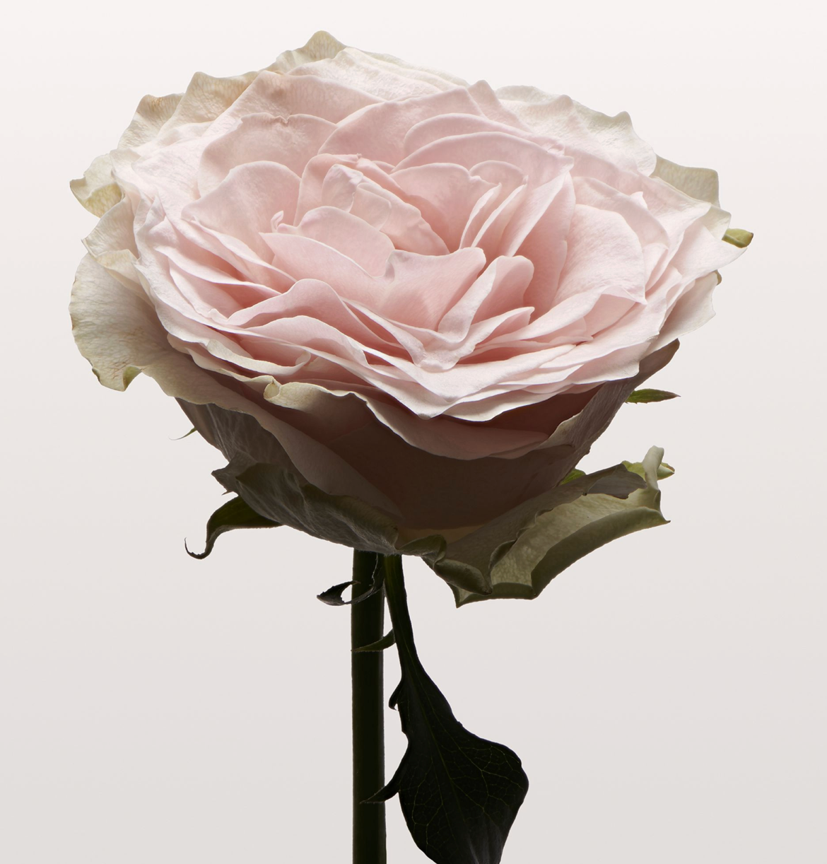 NONFICTION Rose Pale Hair Serum Mist (100ml)