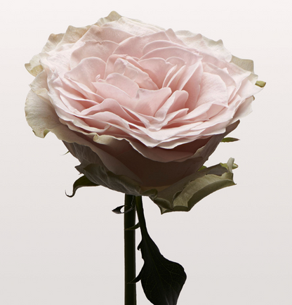 NONFICTION Rose Pale Hair Serum Mist (100ml)