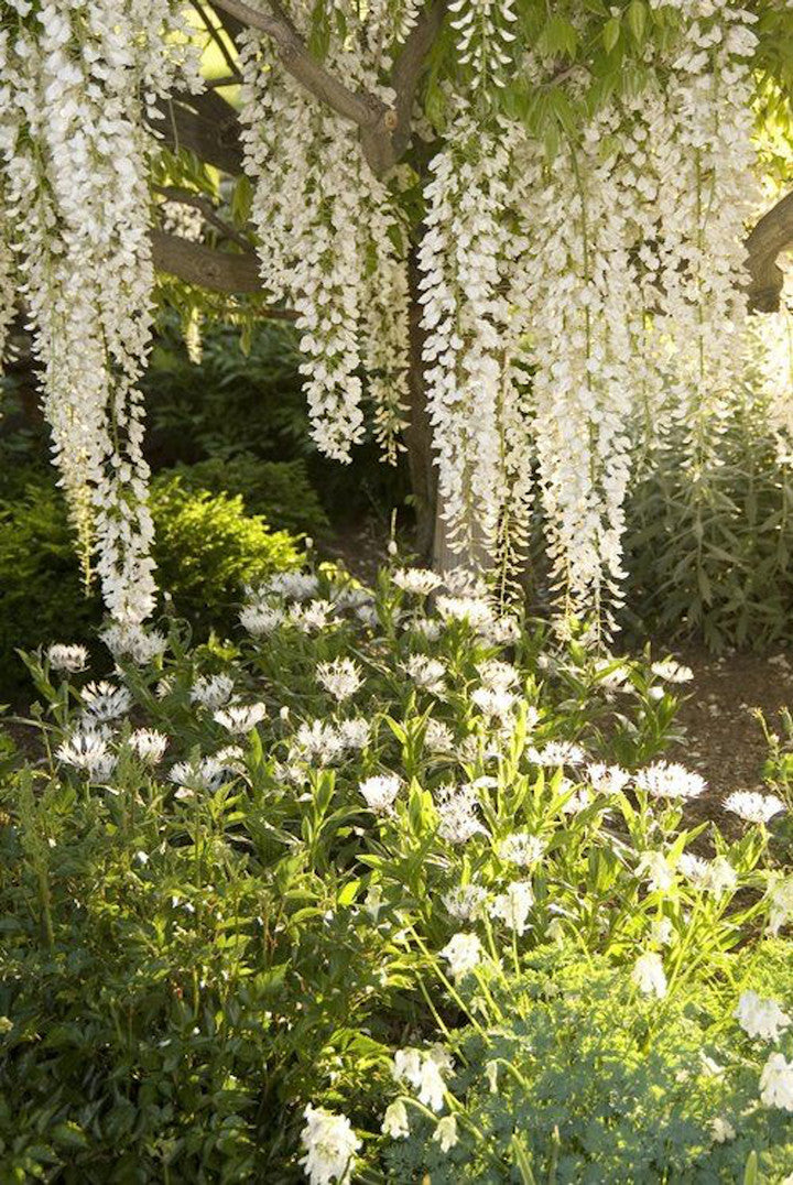 AMANTE Acacia EDP 30ml