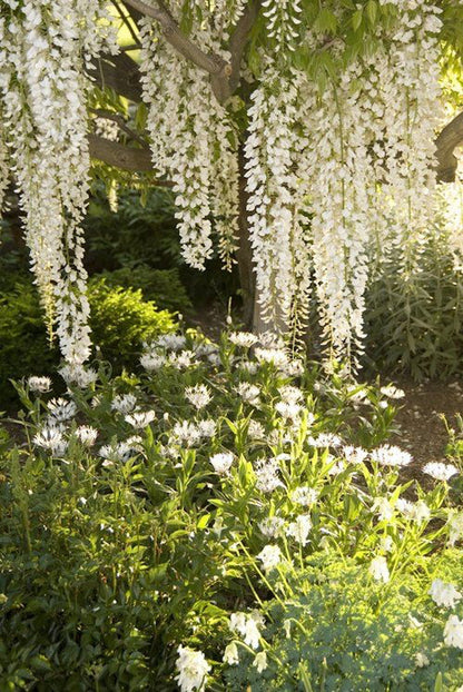 AMANTE Acacia EDP 30ml