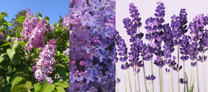 AMANTE Lilac EDP 30ml