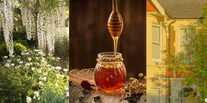 AMANTE Acacia EDP 30ml